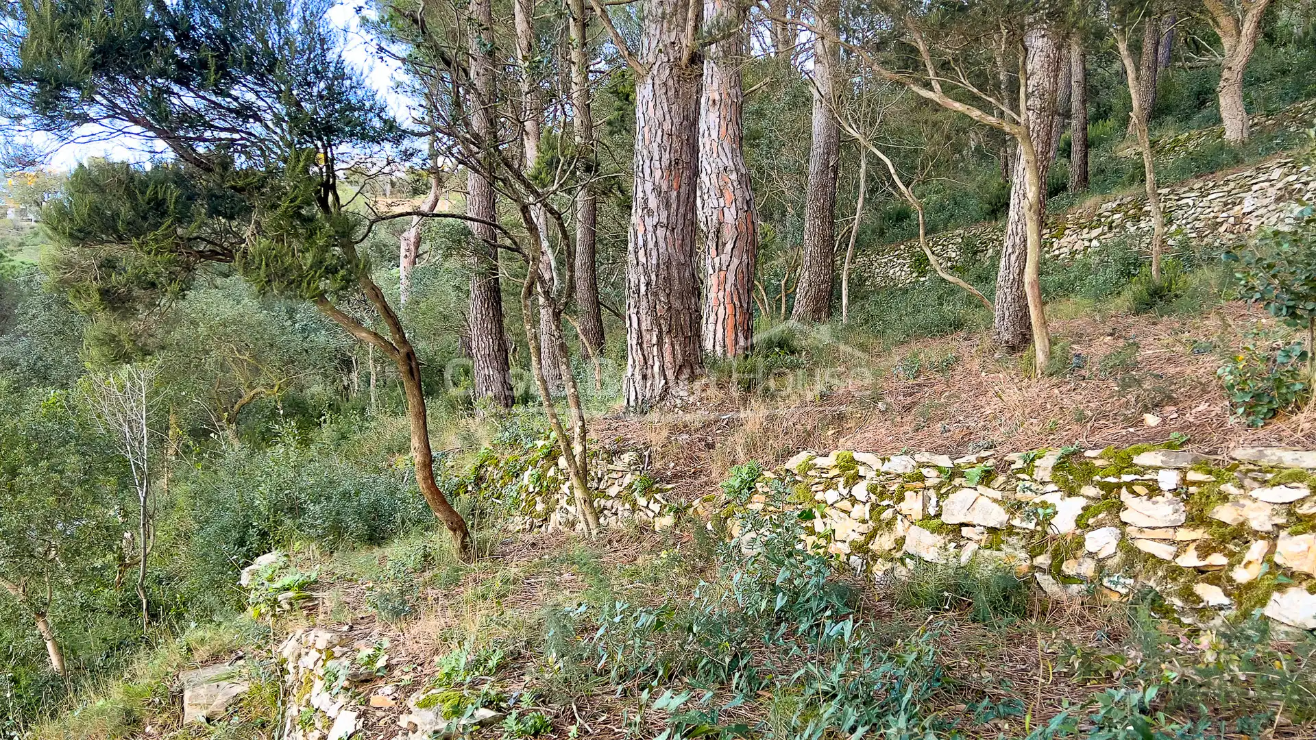 Terrenos y solares en venta en Carrer de Son Rich, imagen 14