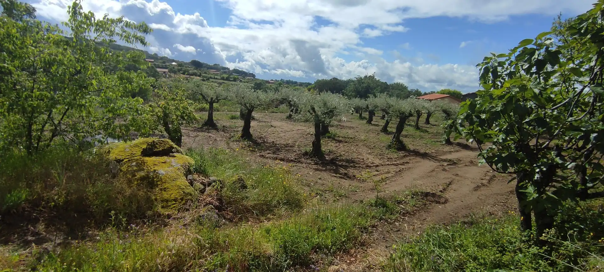 Terreni e lotti in vendita a Jarandilla de la Vera, imagen 8