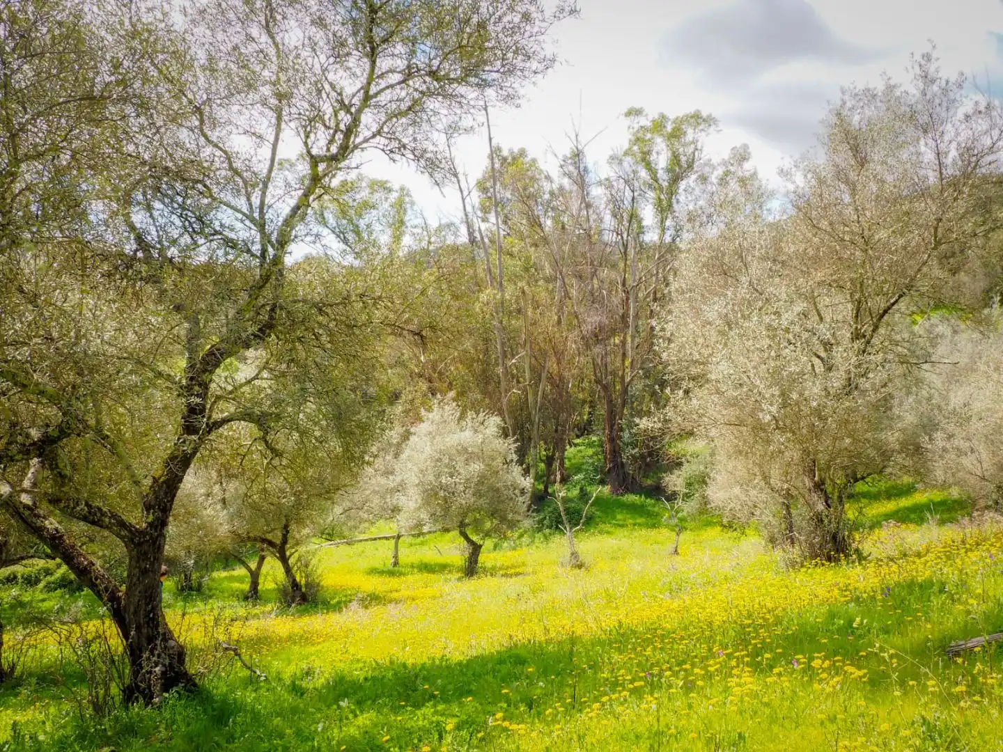 Garden of Land for sale in Linares de la Sierra