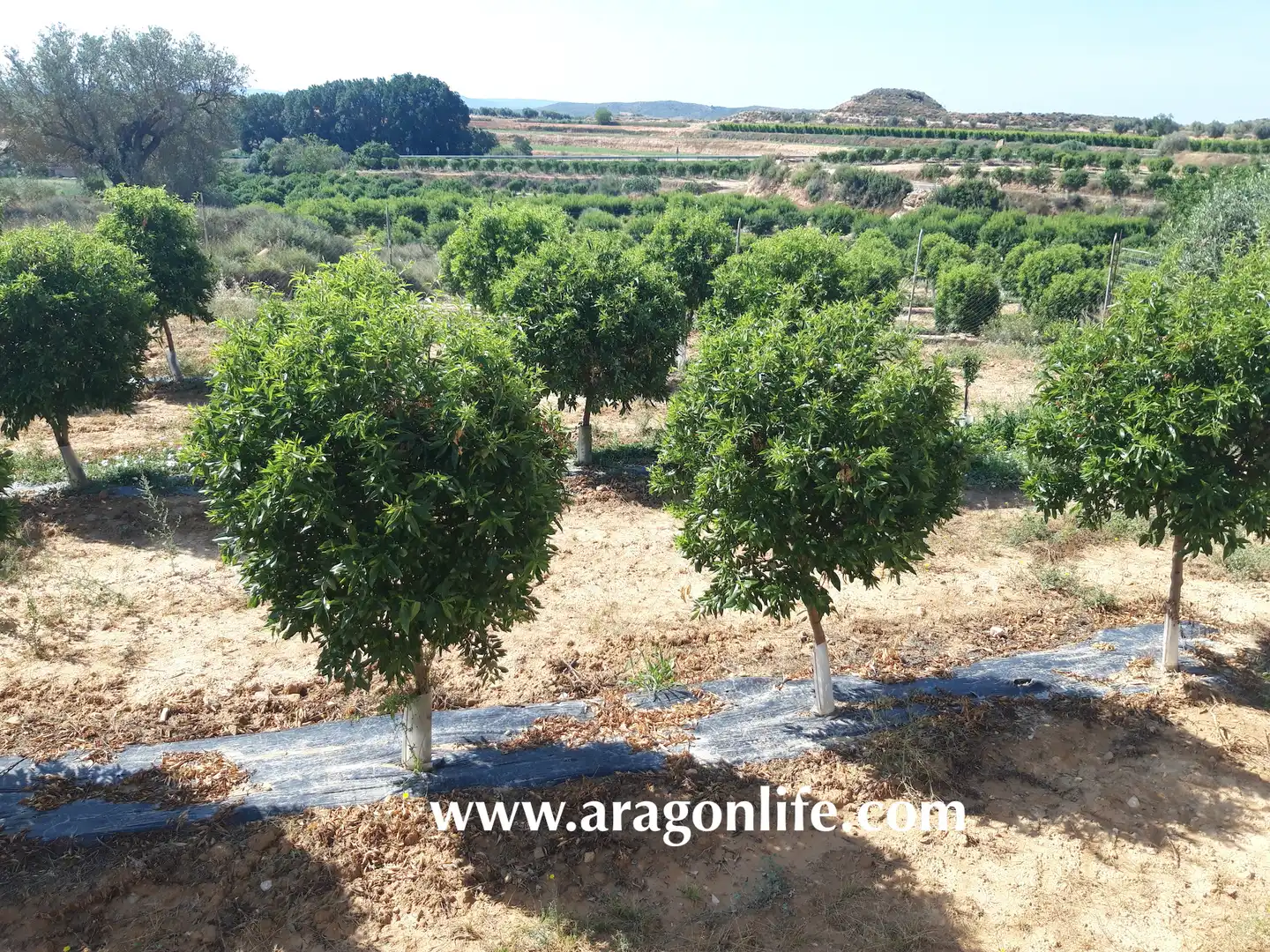 Jardín de Finca rústica en venta en Caspe con Amueblado