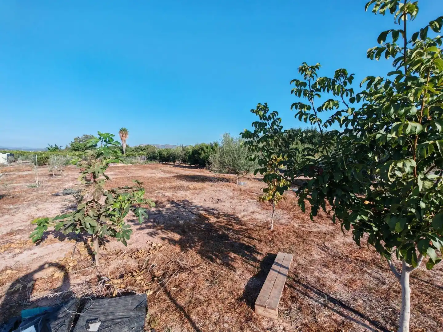 Rural land for sale in Benavites, imagen 15