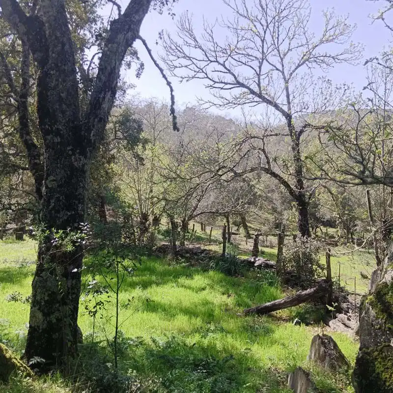 Finca rústica en venta en Cortelazor