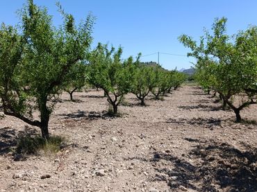 Rural land for sale in Pedanías Este