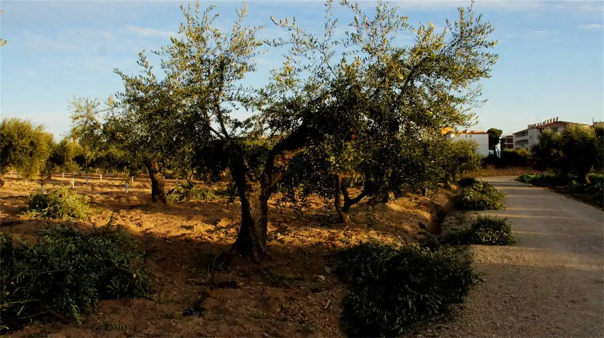 Garden of Land for sale in Cambrils