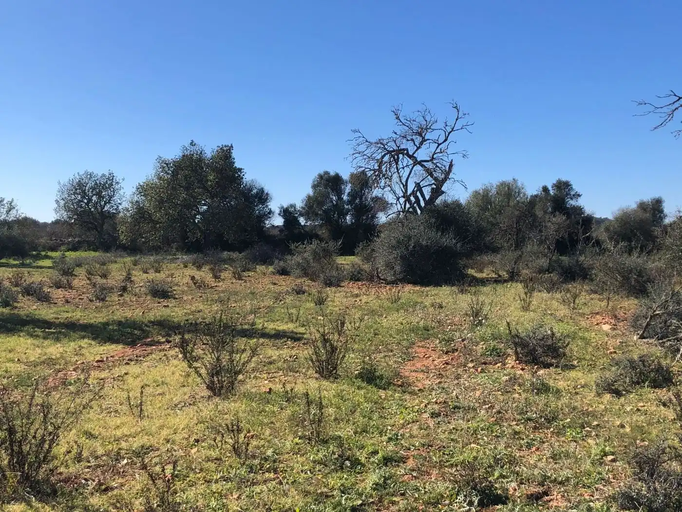 Terreno rústico en venta en Porreres, imagen 8