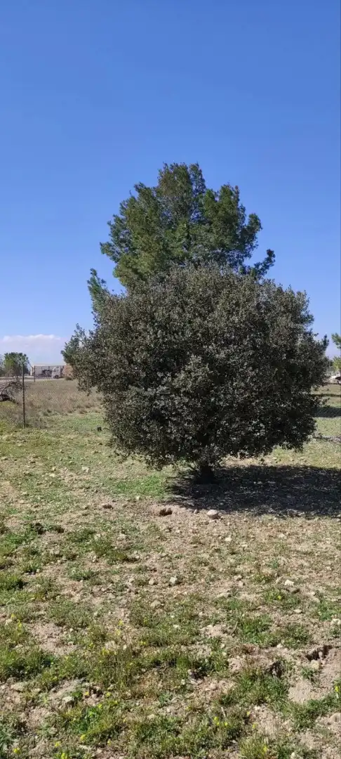 Terreno rustico in vendita a Pedanías - Extrarradio, imagen 11