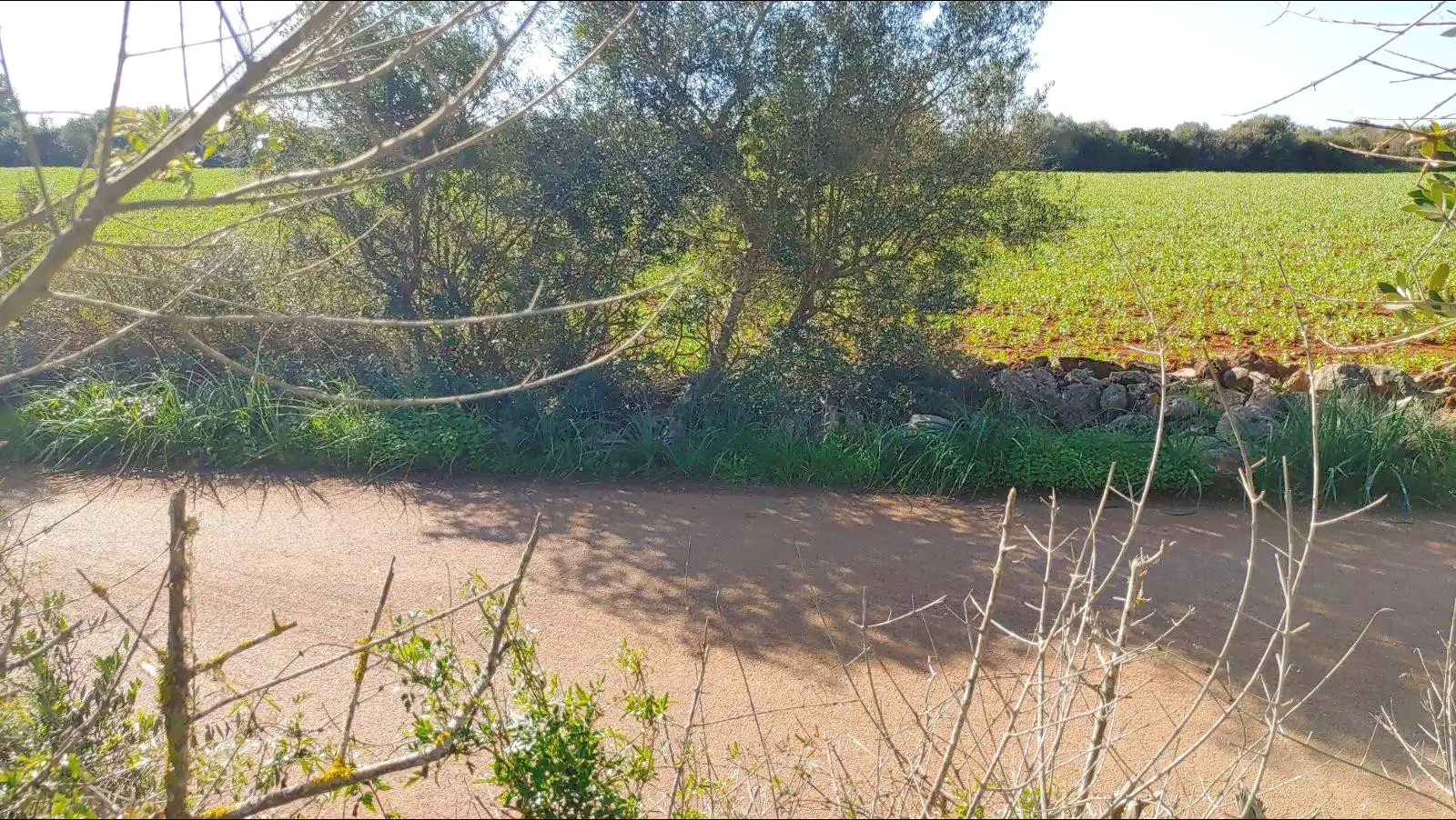 Terrenys i solars en venda a Felanitx Poble, imagen 16
