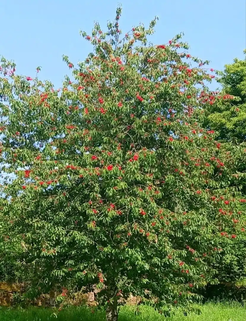 Vista exterior de Finca rústica en venda en Gomesende amb Jardí privat, Terrassa i Traster