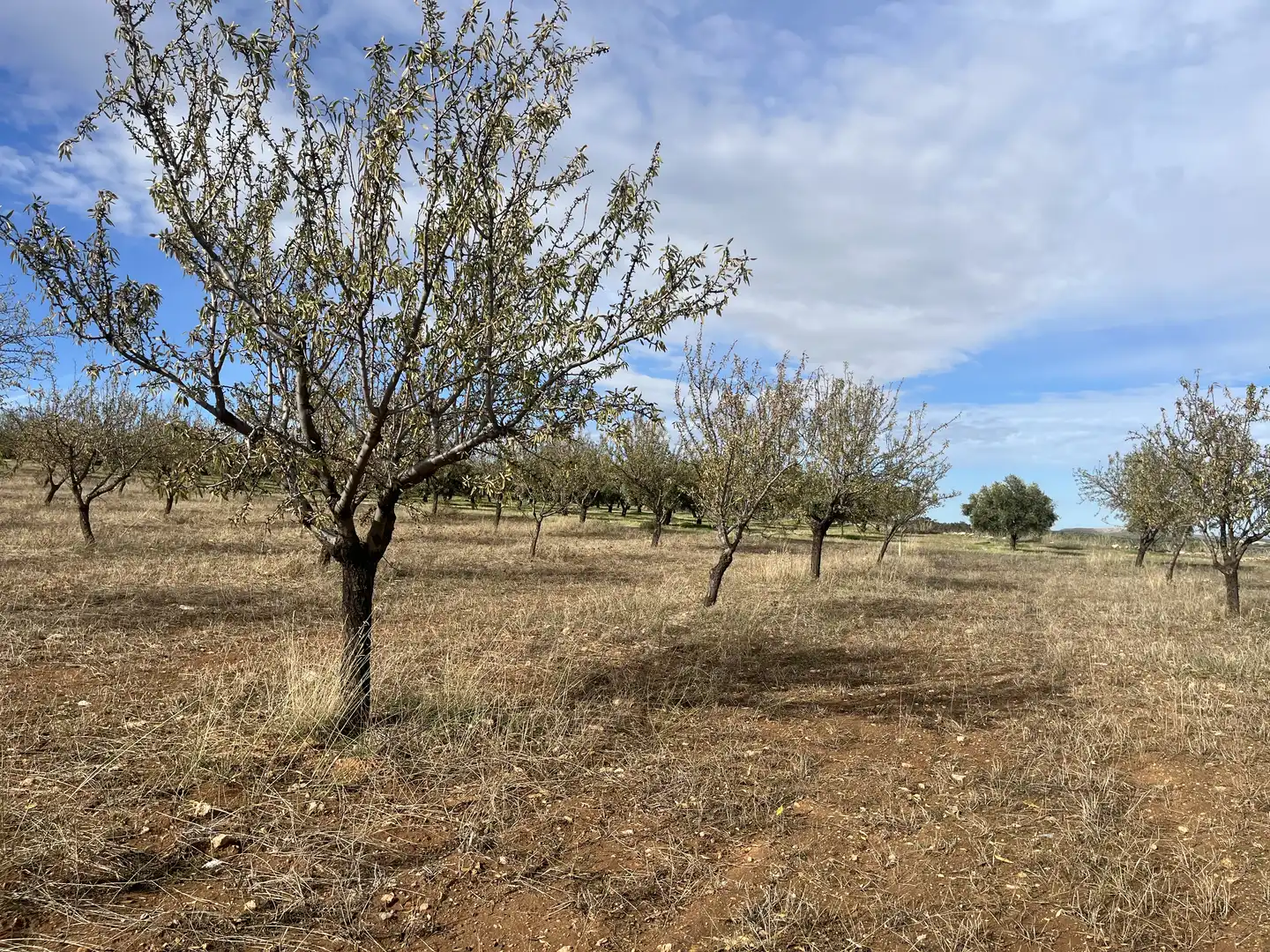 Rustikales Grundstück zum Verkauf in Avenida de Andalucía, imagen 19