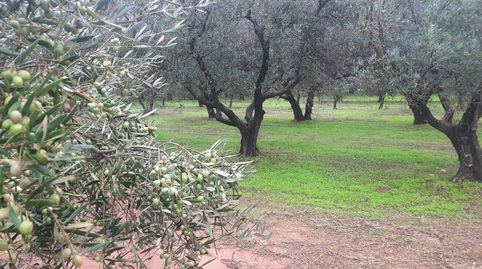 Parcela en Posadas (Córdoba), ideal para combinar ocio con producción agrícola: 2,45 hectáreas de olivar, casa, nave y piscina, immagine 2