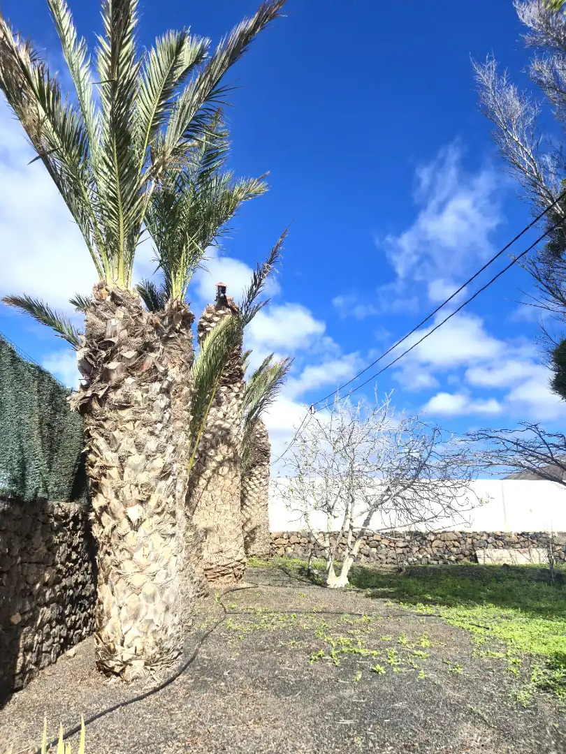 Casa o xalet en venda a Calle Antoñita Melian, 8, La Oliva pueblo