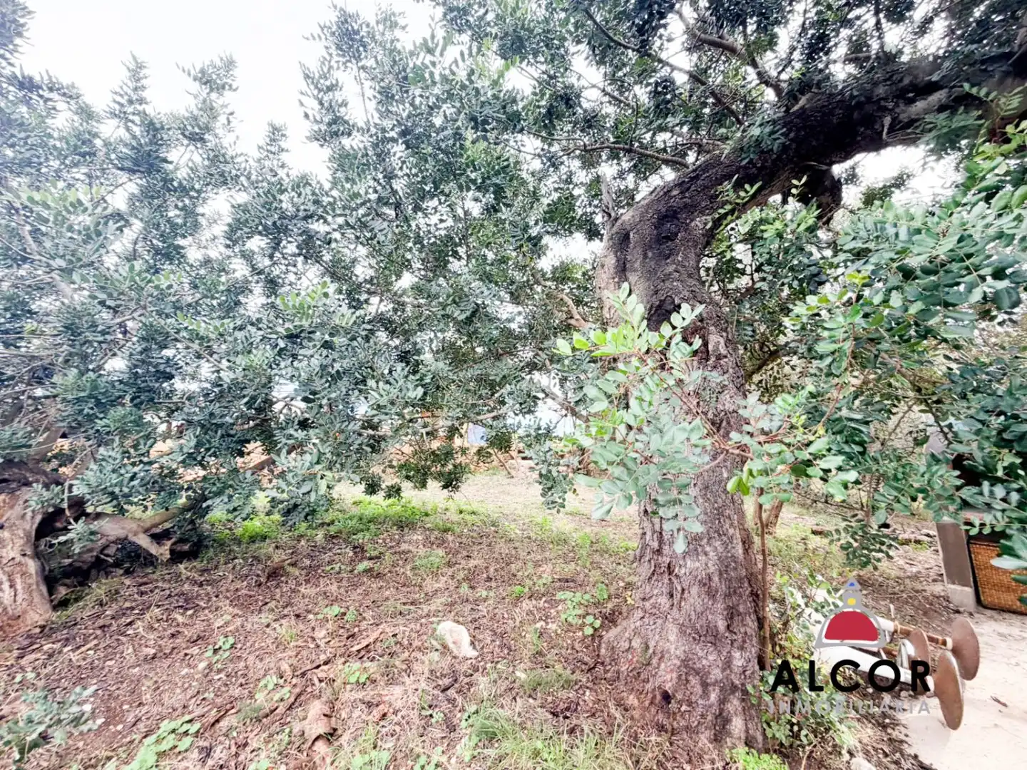 Country house for sale in Alcanar, imagen 9