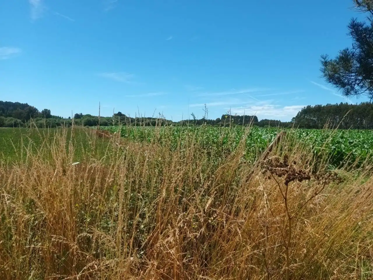 Terreno en venta en Oza dos Ríos