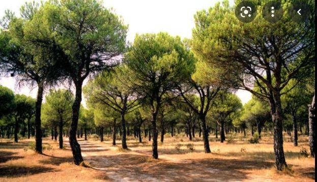 Terreno residencial en Venta en SAN ISIDRO en La Roda