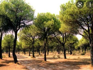 Terreno residenziale in vendita a SAN ISIDRO