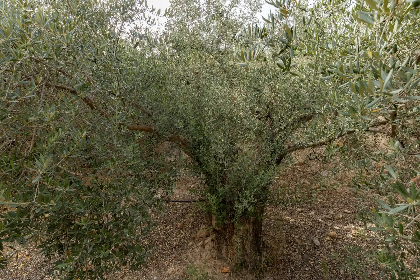 Garden of Land for sale in Lecrín