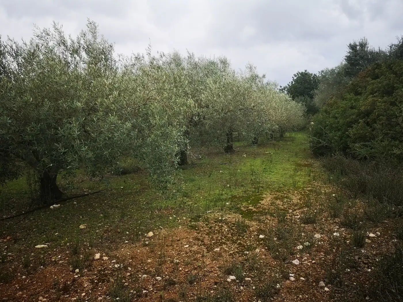 Terreno rustico in vendita a Ulldecona, imagen 6