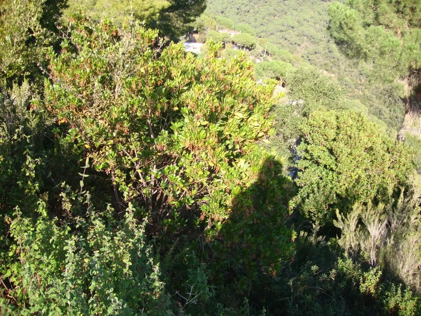 Vista exterior de Residencial en venda en Sant Cebrià de Vallalta