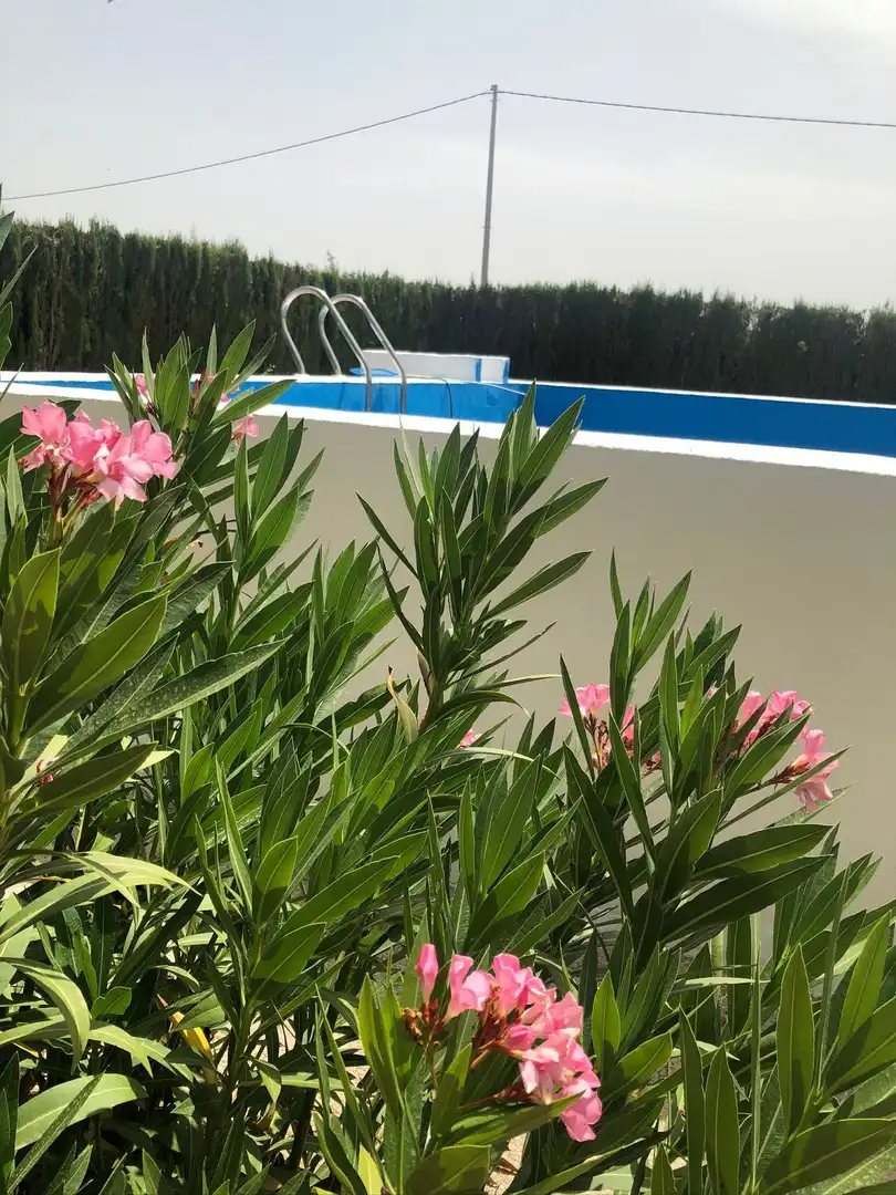 Swimming pool of Houses for sale in Yecla