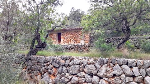 Olivar en Fornalutx