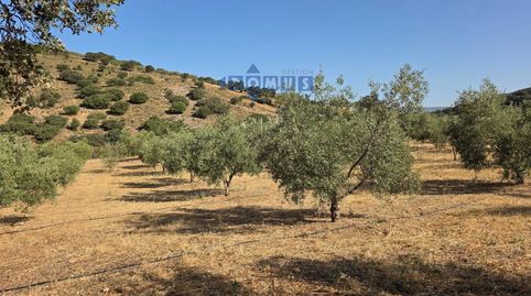 Foto 2 de Terreno en venta en Camino Cartajima, Carretera de San Pedro, Partidas Sur, Ronda