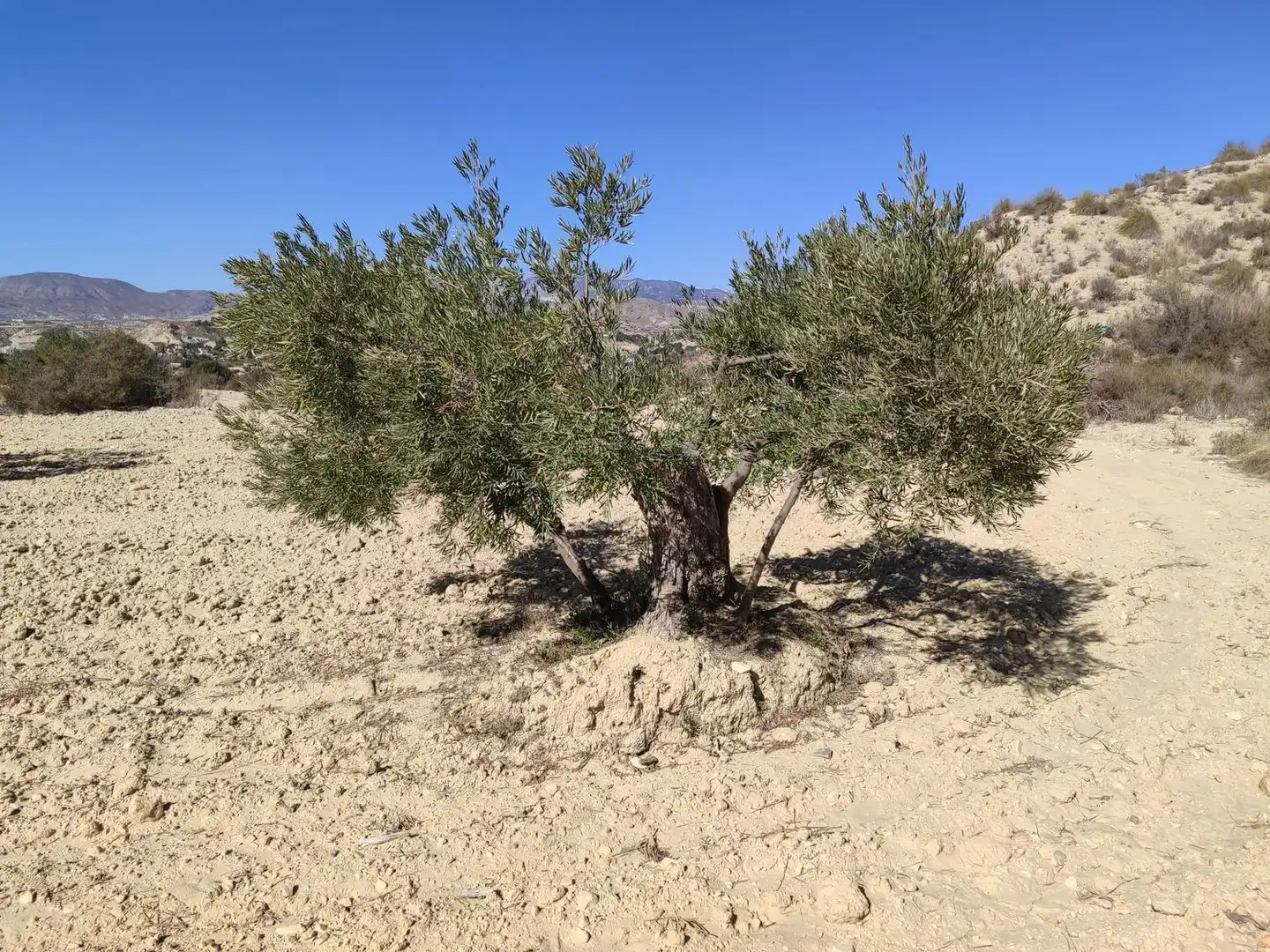 Lands and plots for sale in Abanilla, imagen 16