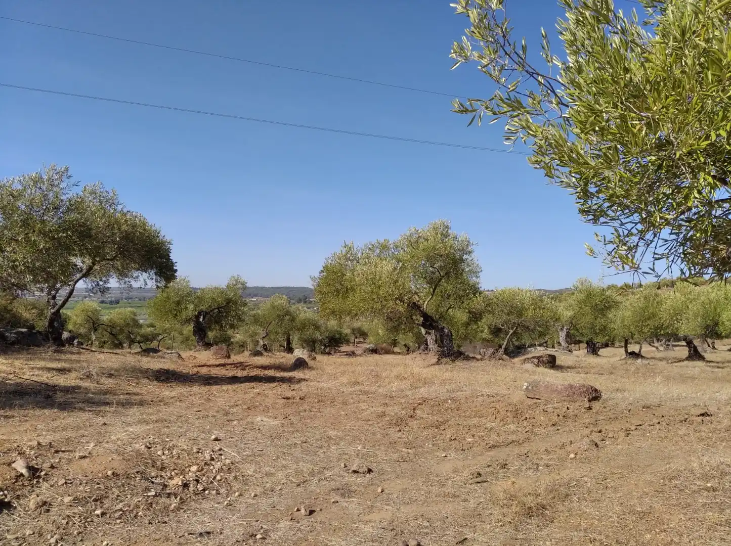 Land for sale in Calle Camino Sierra de la Cruz, 9, Lora del Río