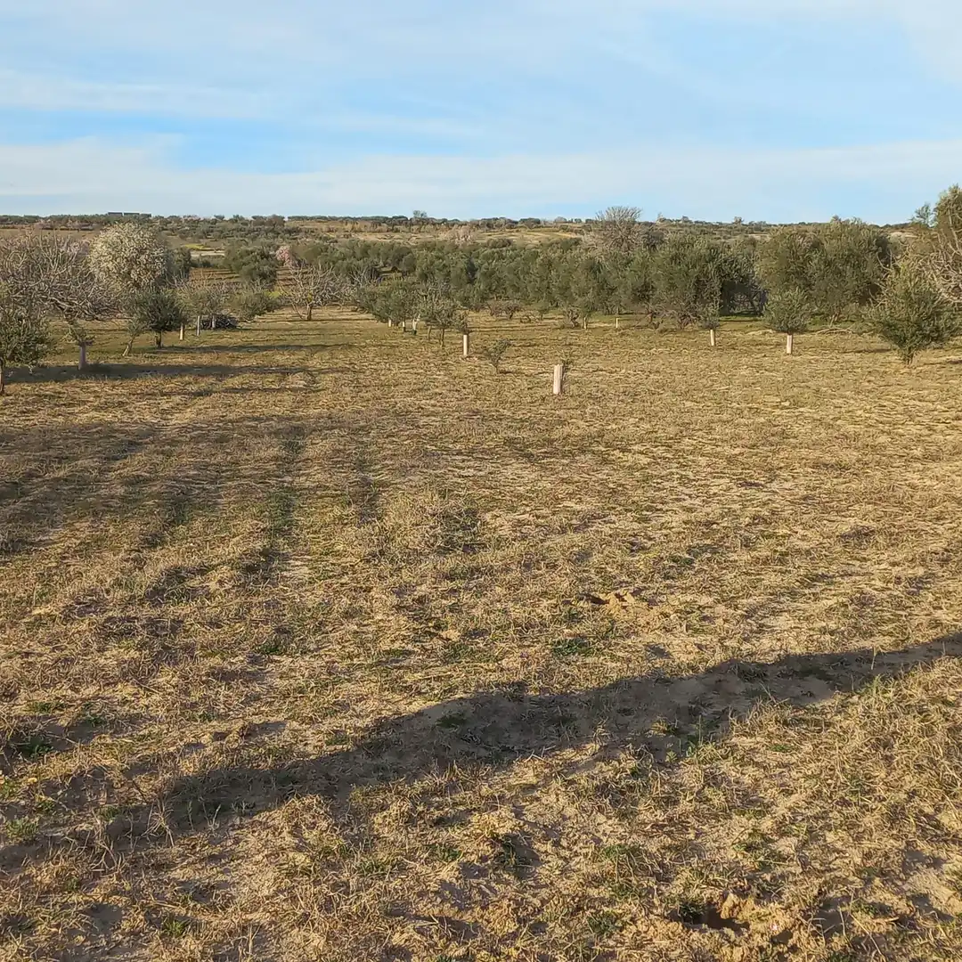 Rural land for sale in Cebolla, imagen 11
