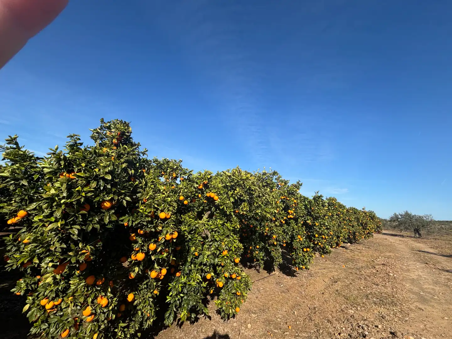 Exterior view of Land for sale in Sanlúcar la Mayor
