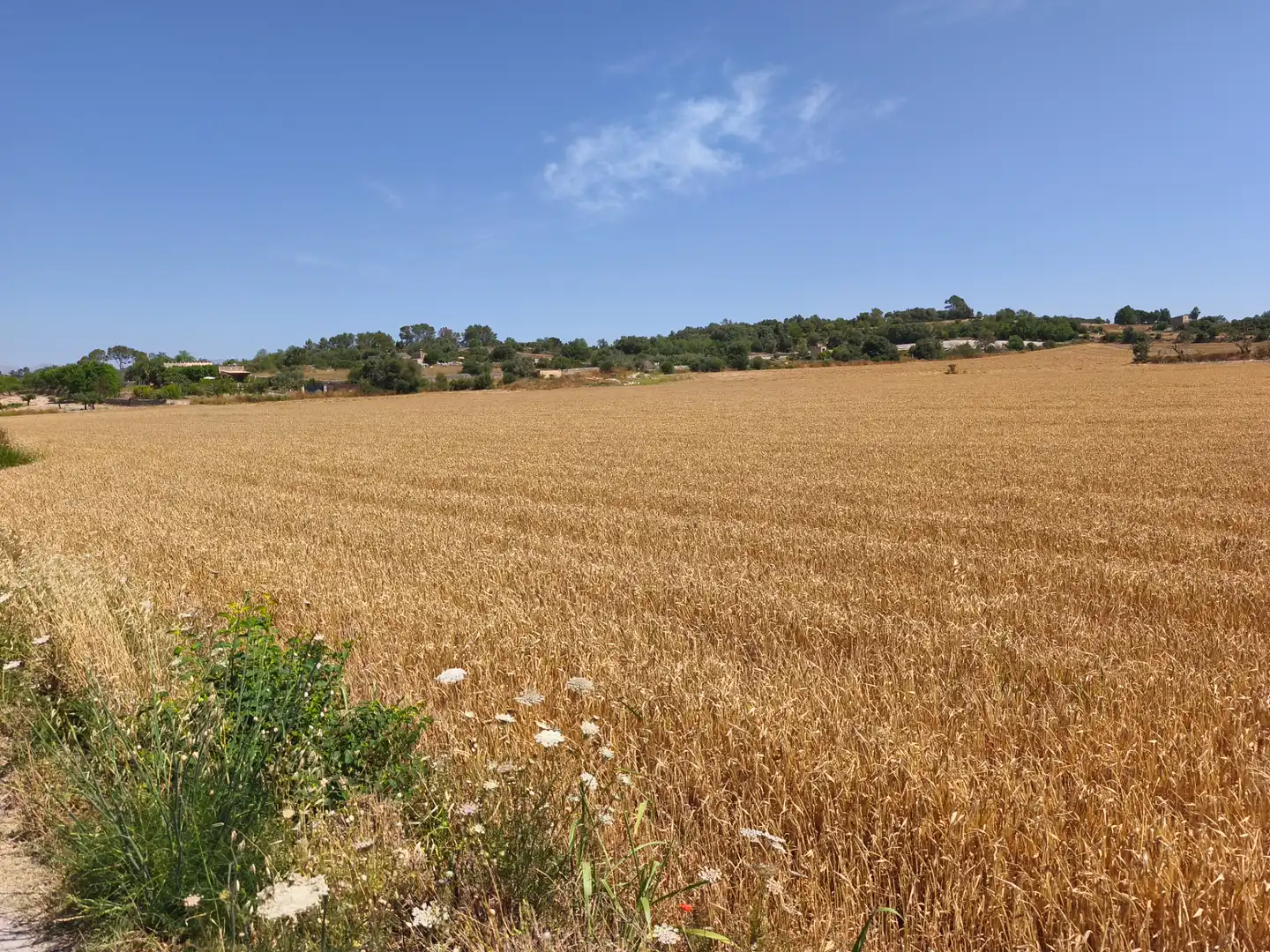 Terreno rustico in vendita a Montuïri, imagen 2