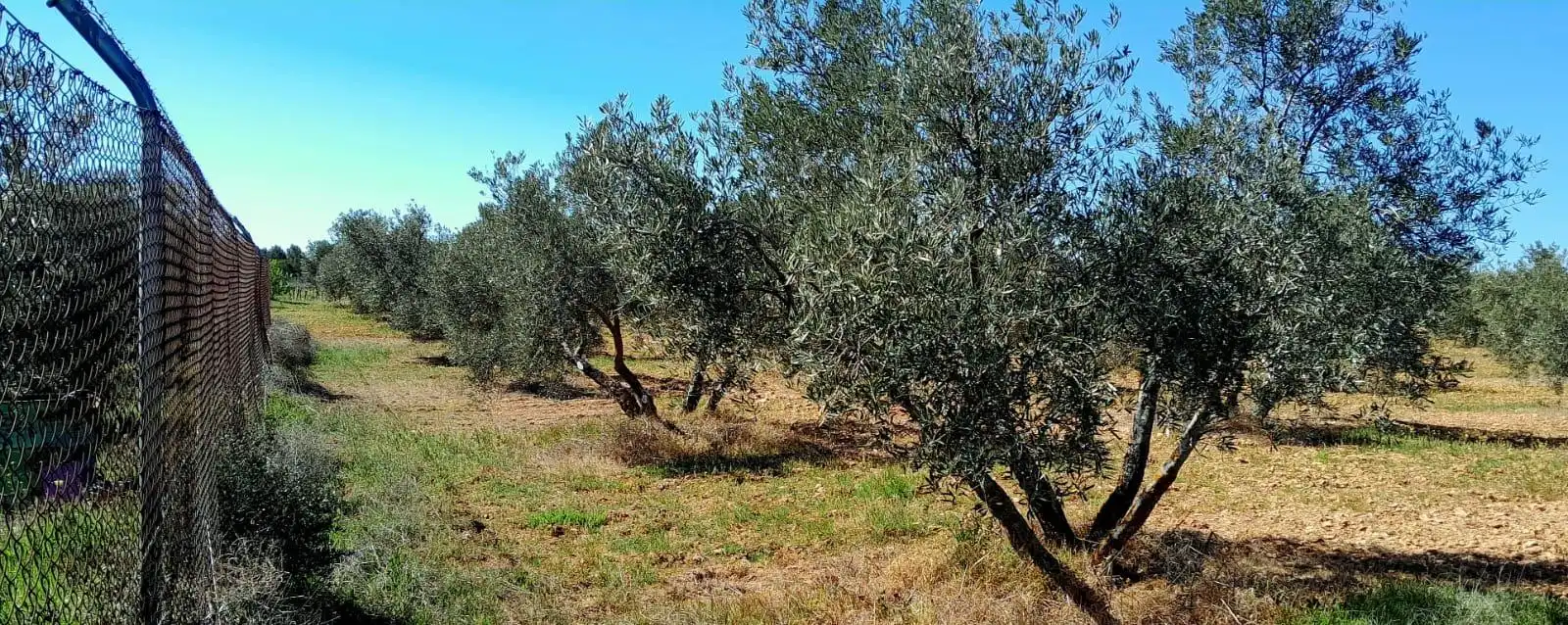 Rural land for sale in Valdepeñas, imagen 3