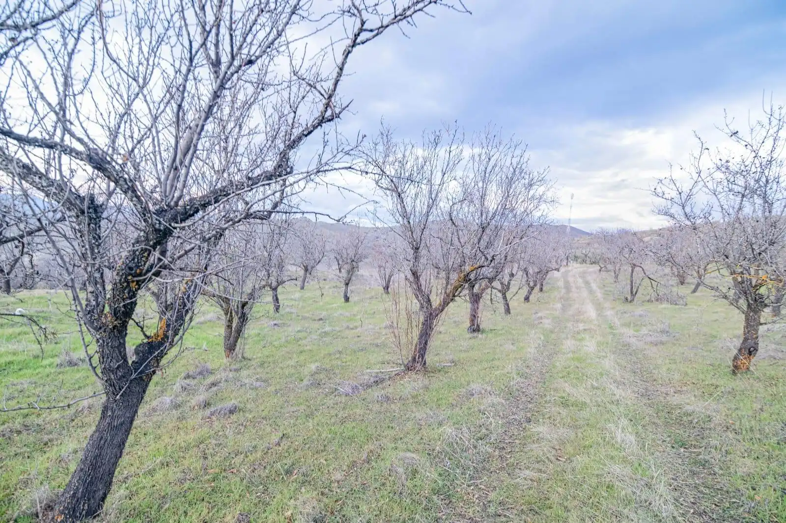 Lands and plots for sale in Autovia Pinos Genil 0, imagen 23