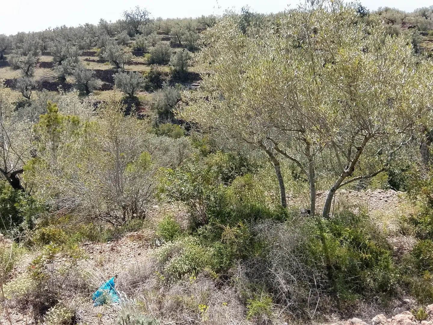 Rural land for sale in l'Aldea, imagen 9