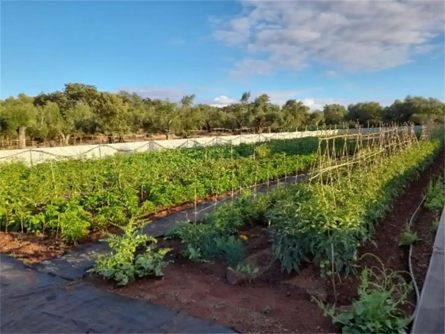 Jardí de Finca rústica en venda en Higuera la Real