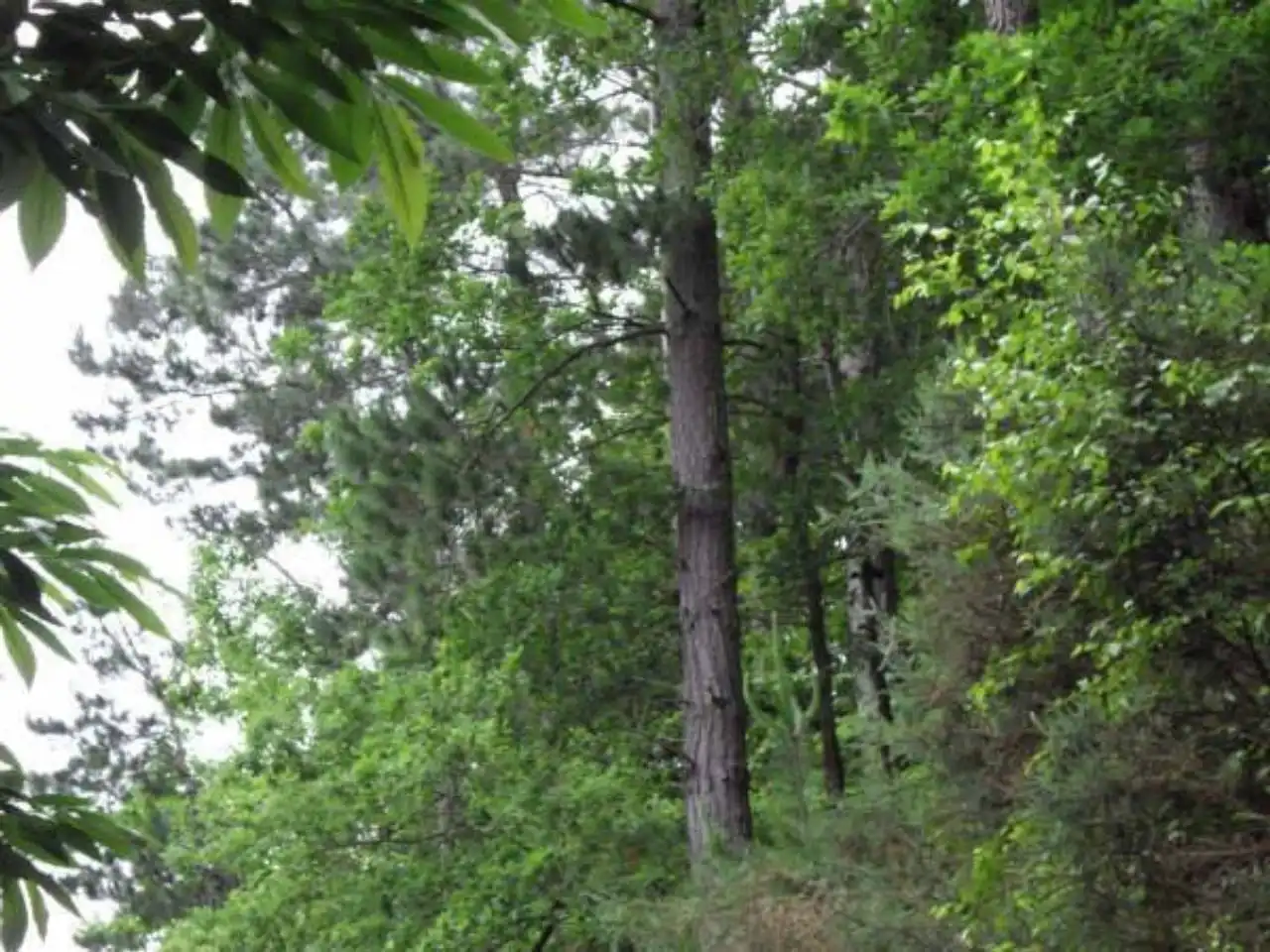 Terreny rústic en venda a Valdés - Luarca, imagen 3