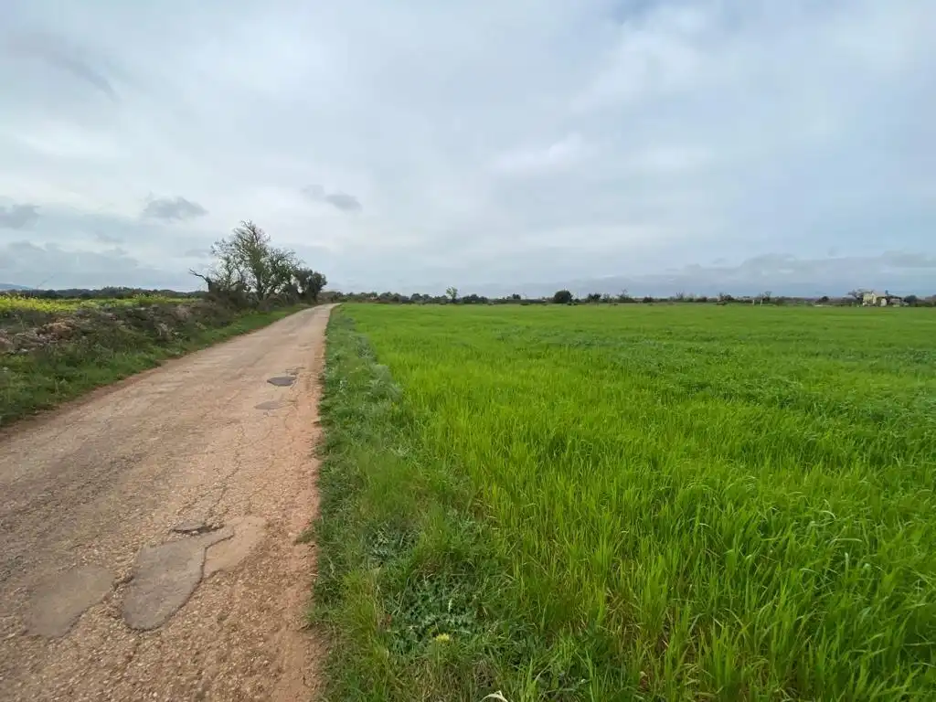 Rural land for sale in Felanitx Poble, imagen 9