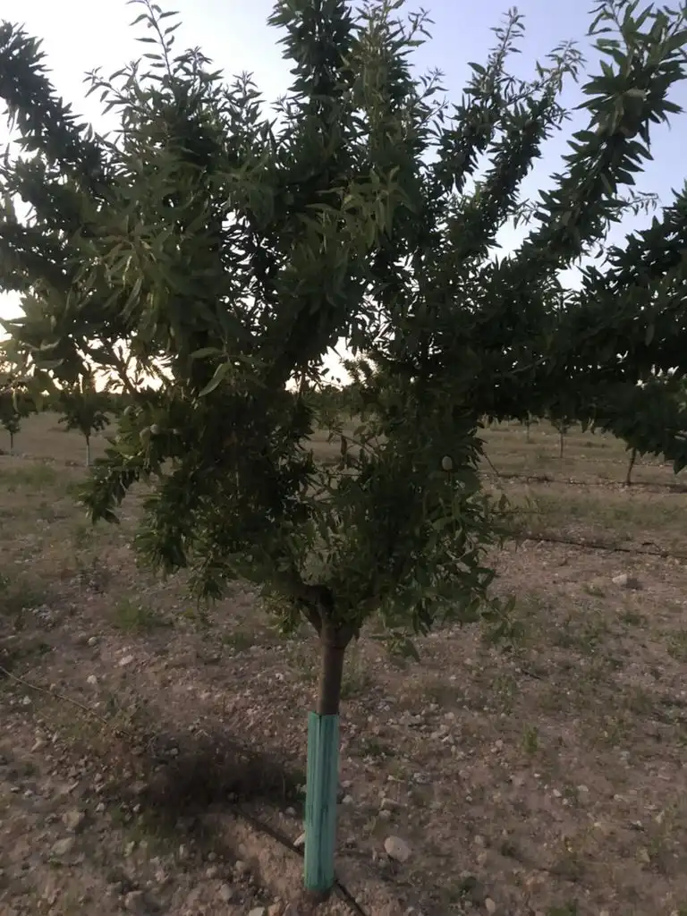 Terreni e lotti in vendita a Tobarra, imagen 6