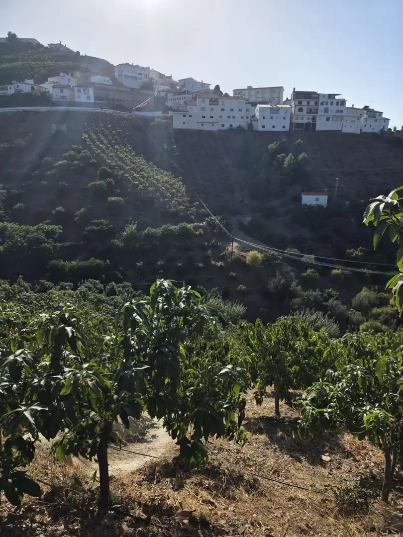Vista exterior de Finca rústica en venta en Benamocarra con Terraza y Piscina