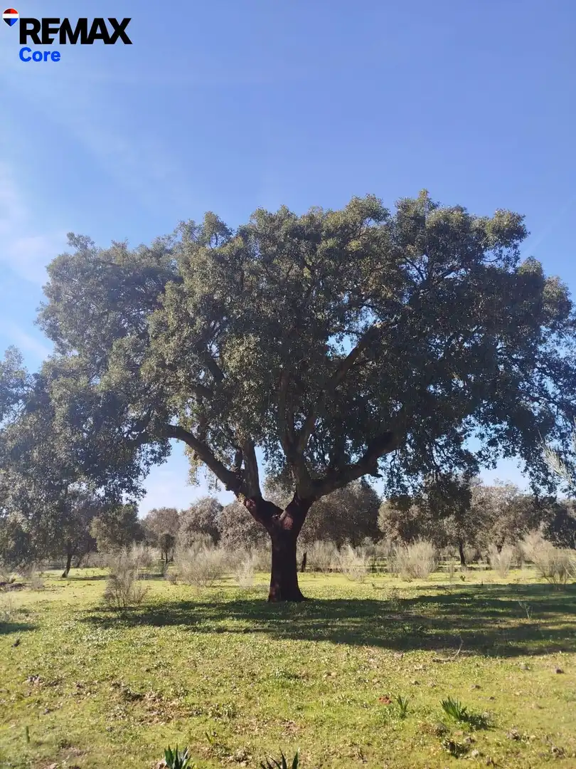 Lands and plots for sale in La Codosera, imagen 6