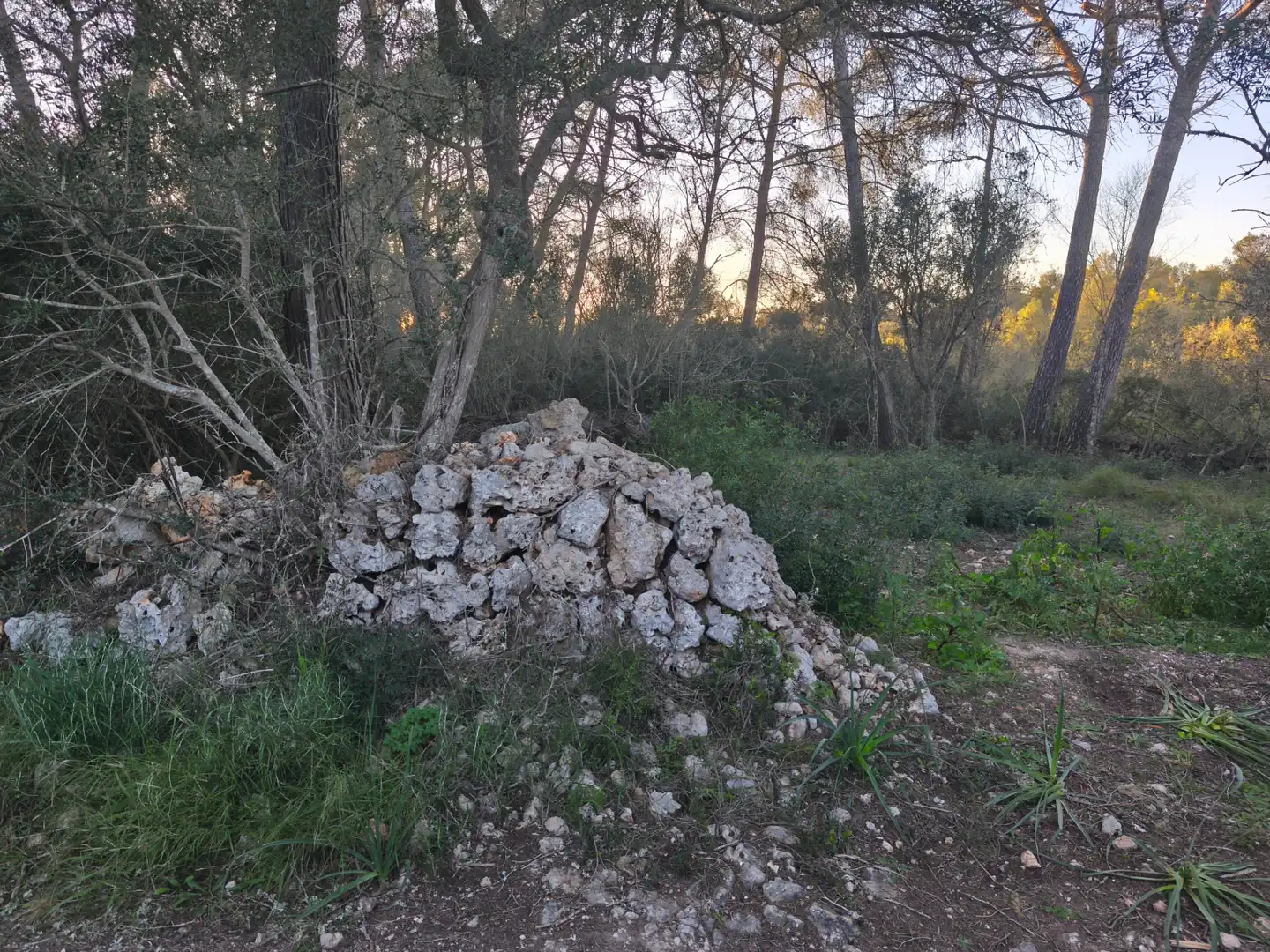 Terreno rustico in vendita a Algaida, imagen 4