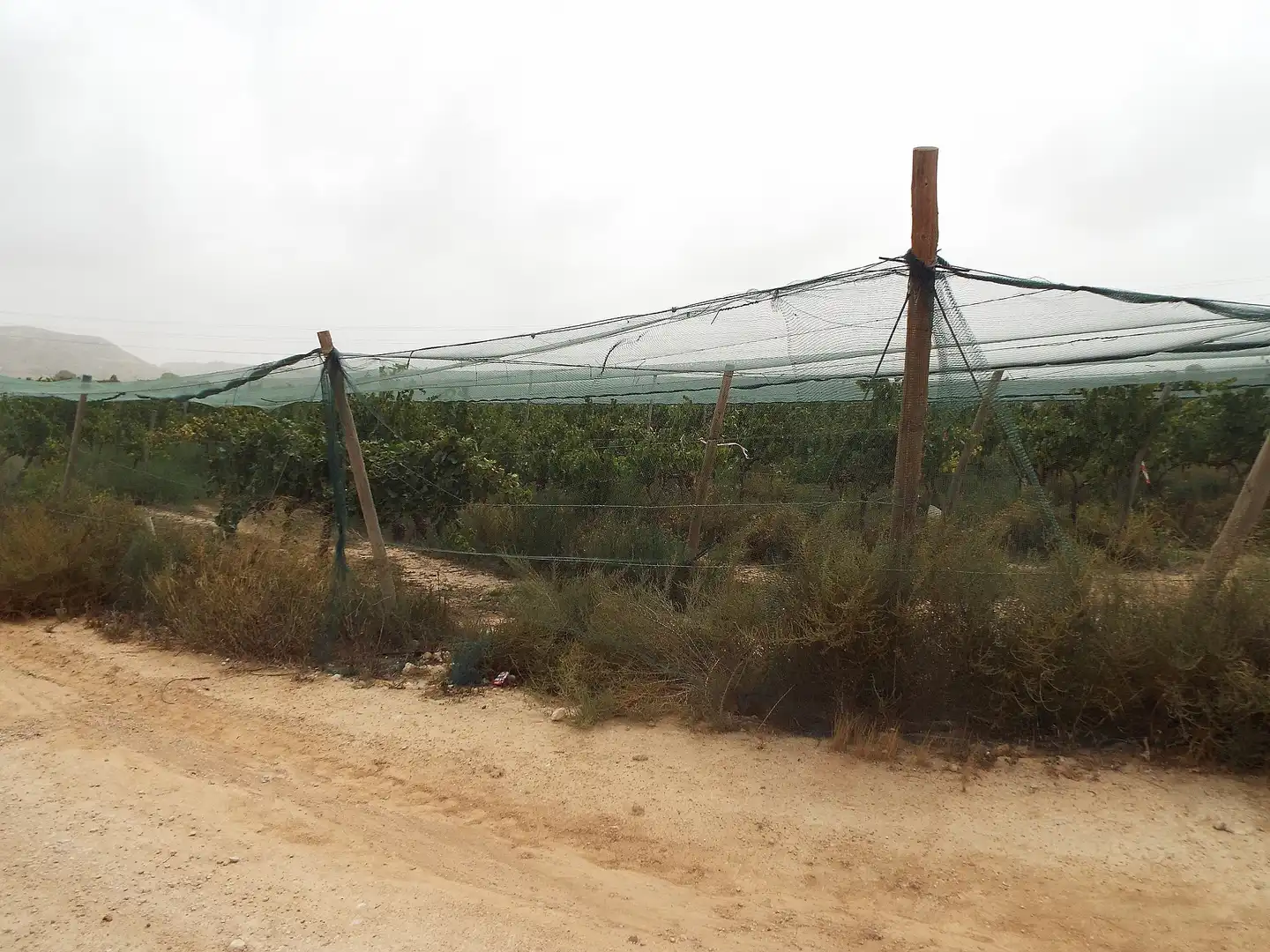 Terreno rústico en venta en Monforte del Cid, imagen 14