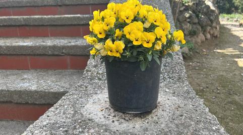 Foto 3 de Finca rústica en venta en Vilanova del Camí, Barcelona