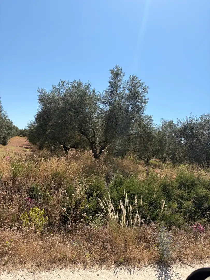 Terreny rústic en venda a Aguilar de la Frontera, imagen 9