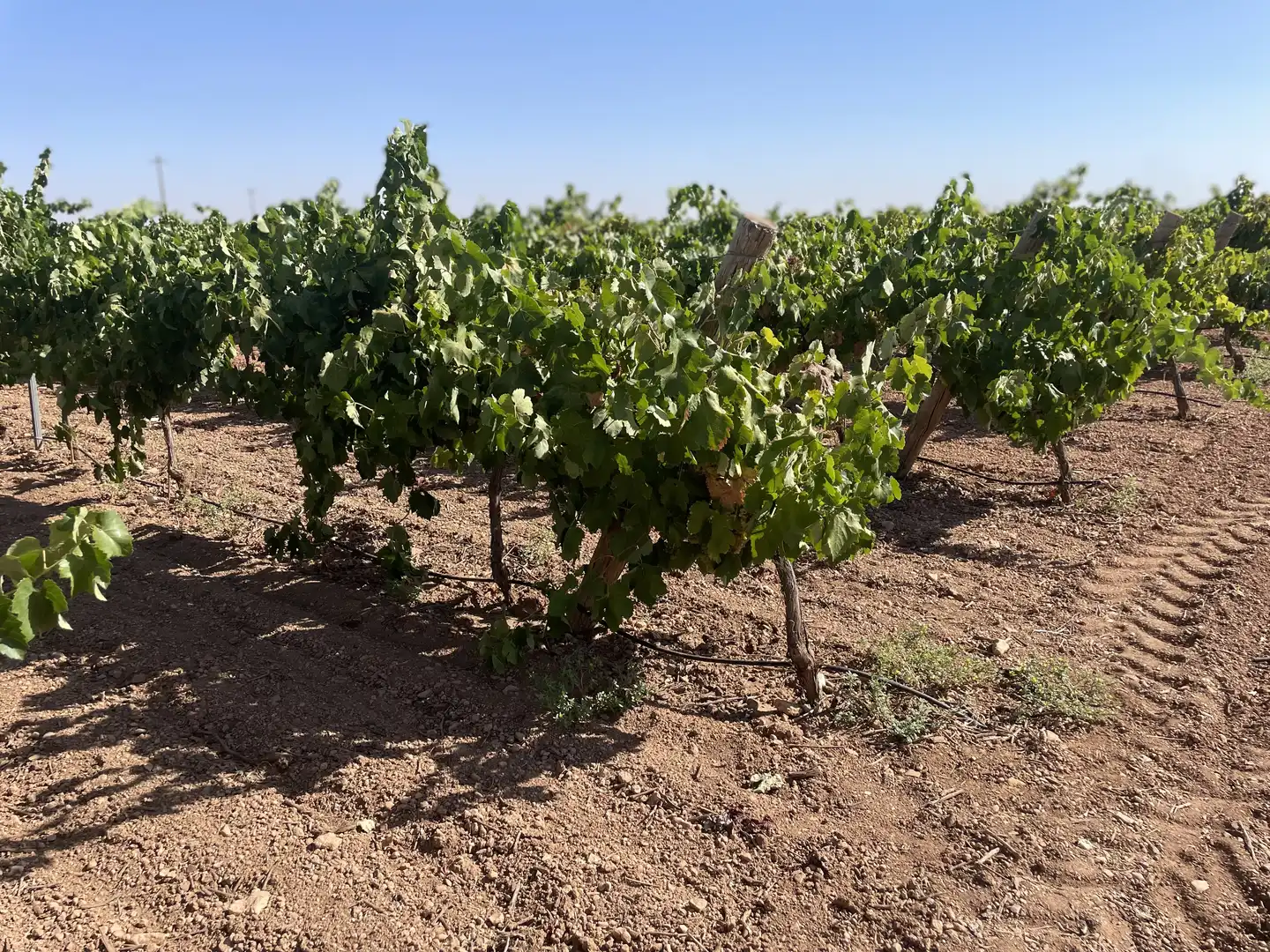 Rural land for sale in Argamasilla de Alba, imagen 43