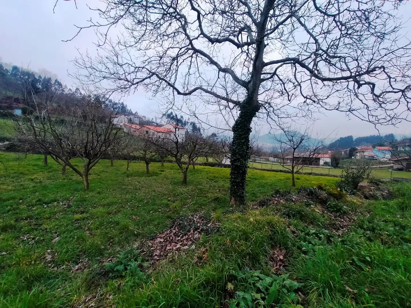 Terreni e lotti in vendita a Pravia, imagen 16