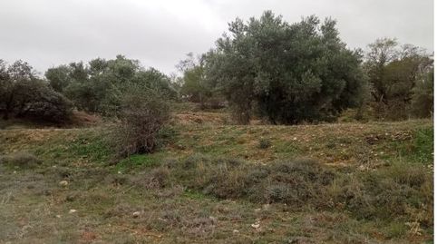 PARCELA DE OLIVAR PARA CONSUMO PROPIO., imatge 3