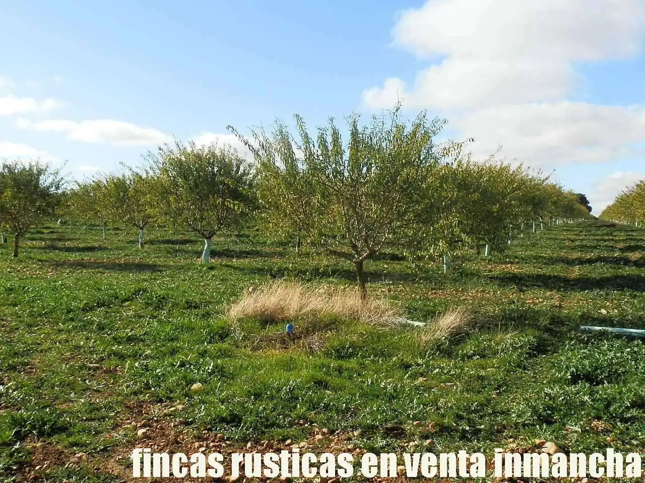 Terreno rústico en venta en Tomelloso, imagen 9