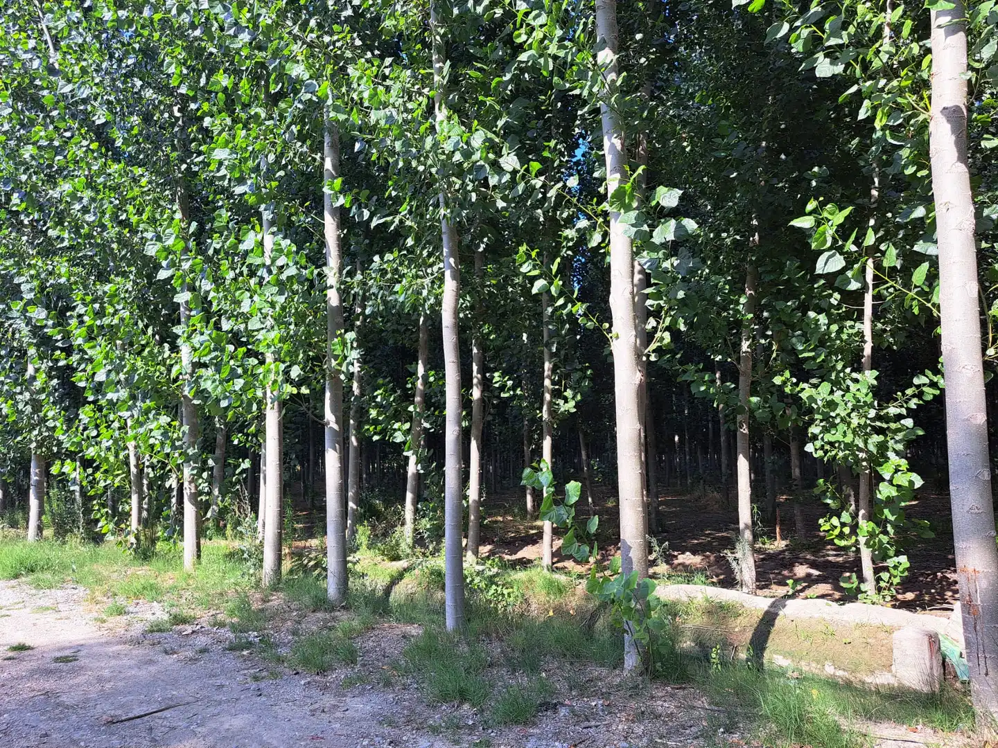Land for sale in Fuente Vaqueros