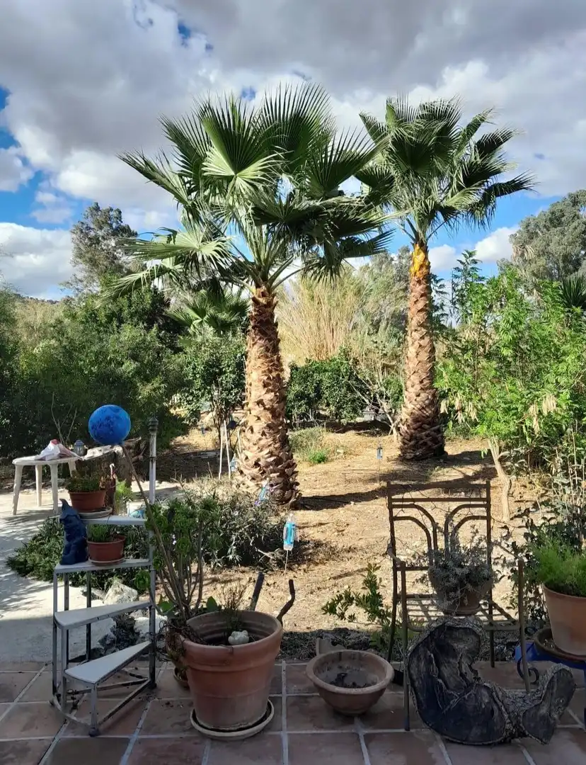 Garden of Houses for sale in Coín  with Private garden, Terrace and Swimming Pool