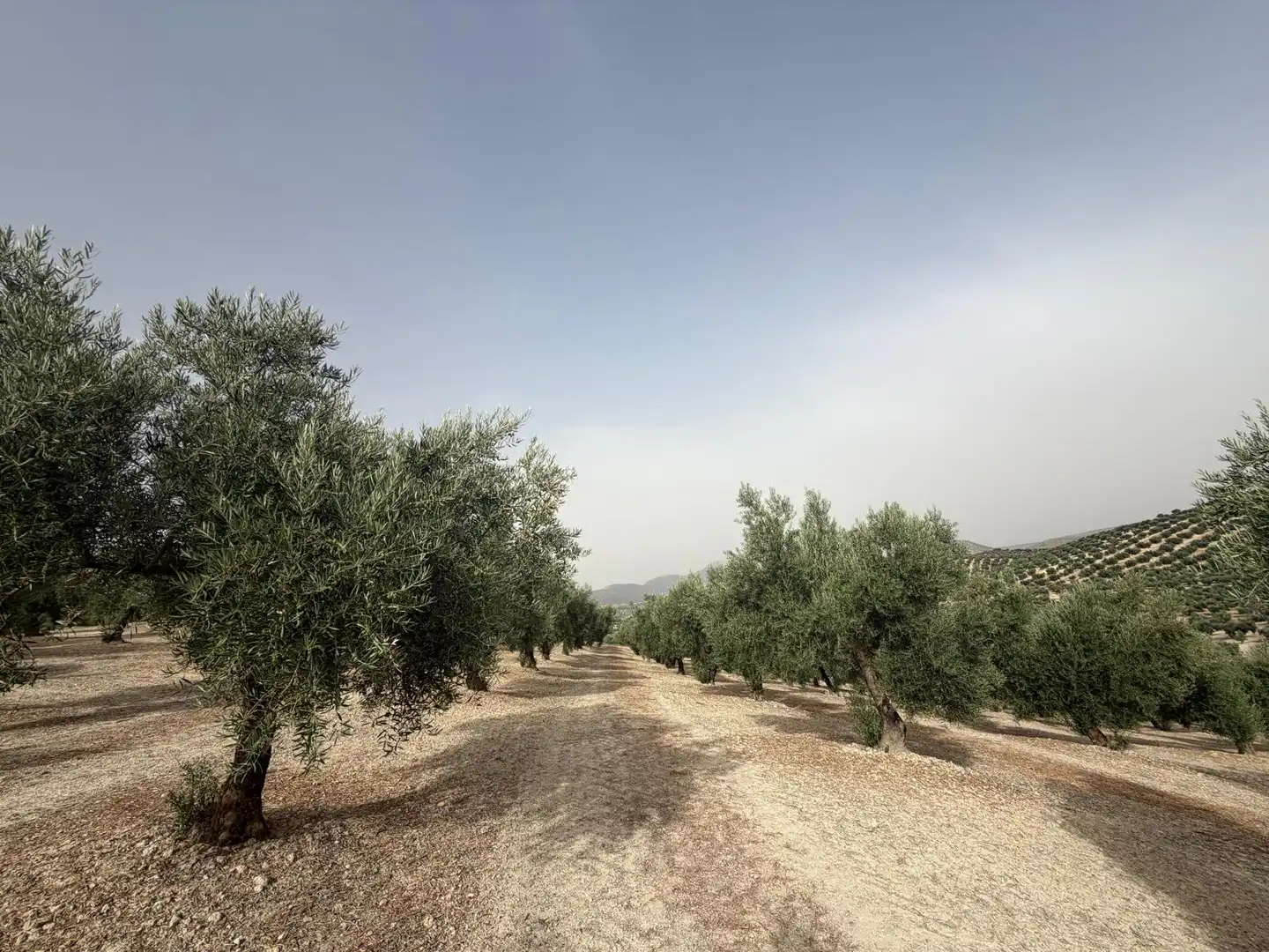 Rural land for sale in Iznalloz, imagen 15
